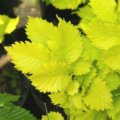 Ulmus holandica